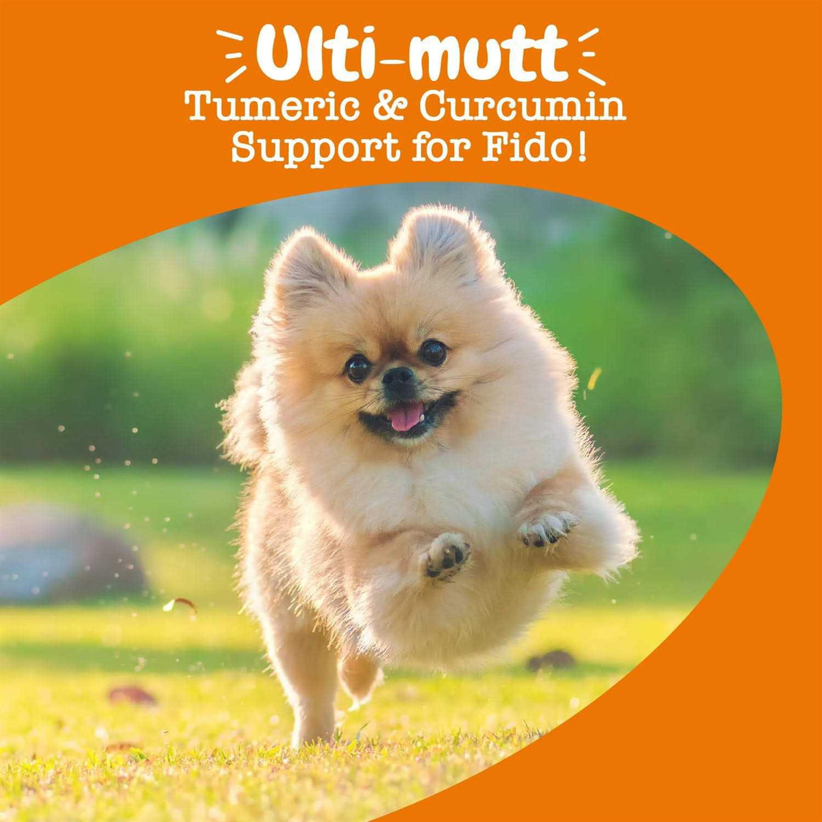Turmeric Curcumin Bites for Dogs X27575