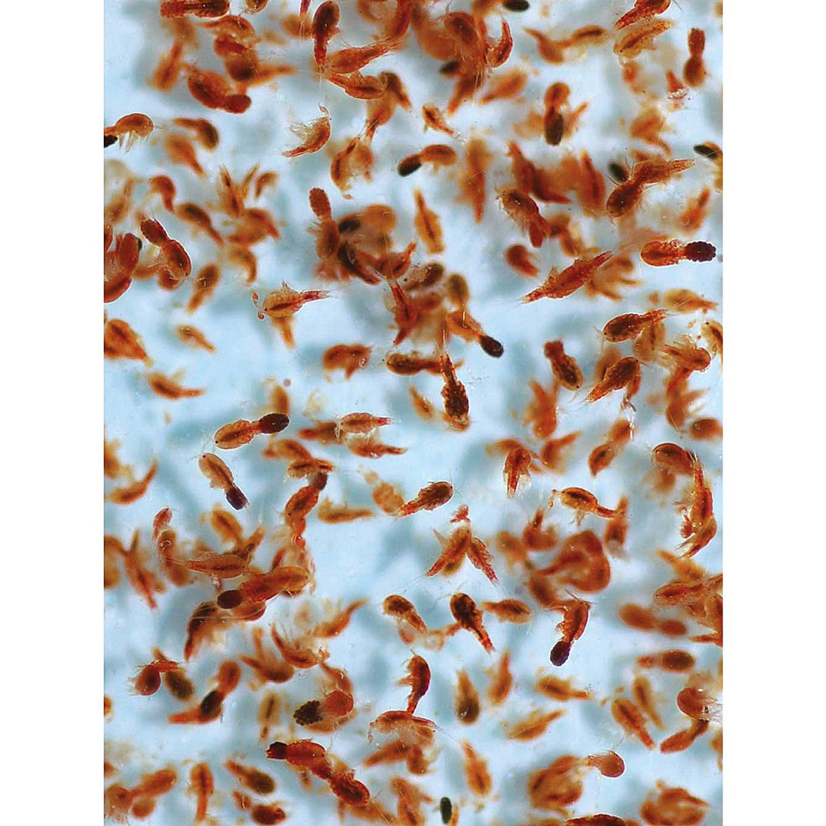 Tigger Pods K16940