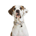 Zig Zag Dog Collar B39050