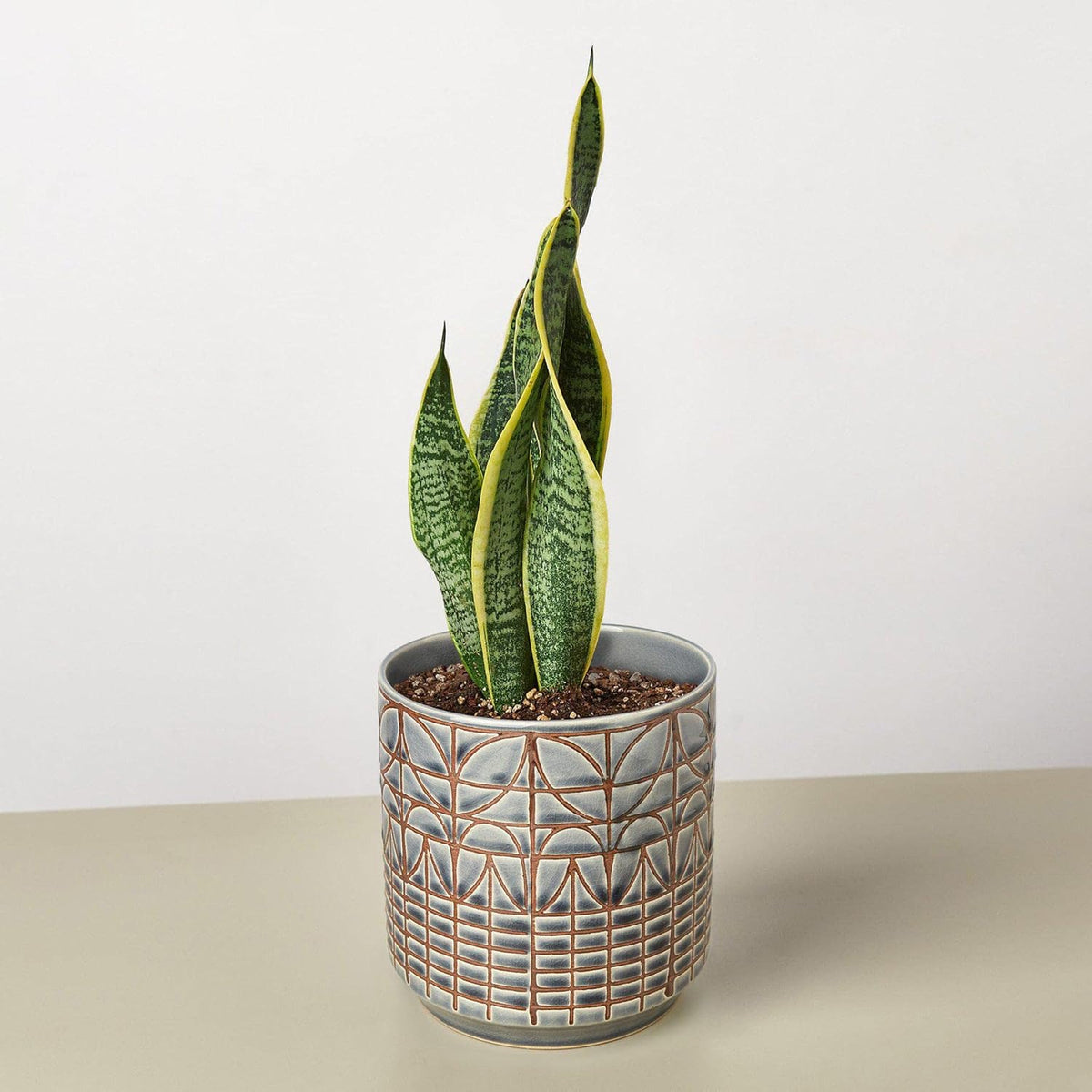 Snake Plant Laurentii Live Indoor Plant W861751