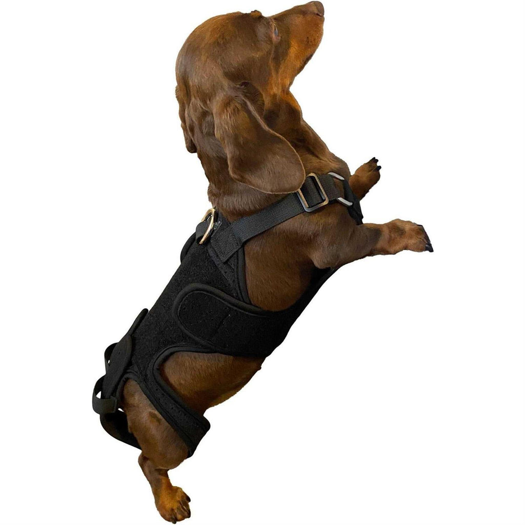 Dog Back Brace N815