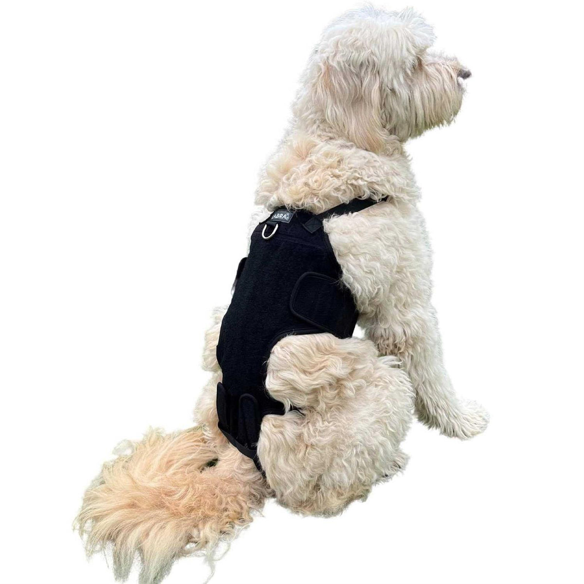 Dog Back Brace N815