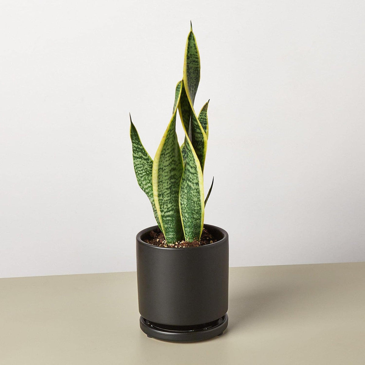 Snake Plant Laurentii Live Indoor Plant W861751