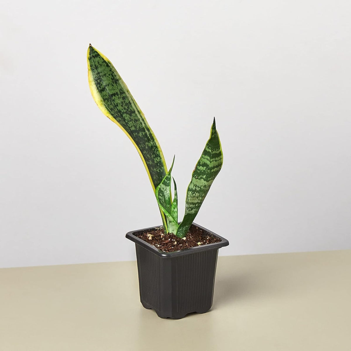 Snake Plant Laurentii Live Indoor Plant W861751