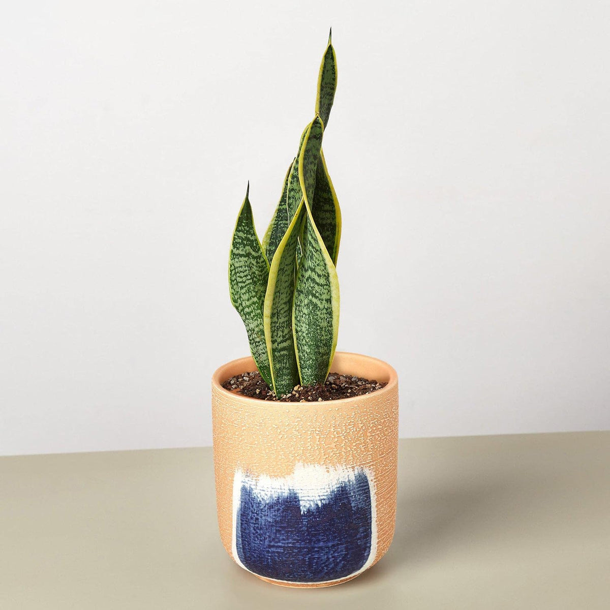 Snake Plant Laurentii Live Indoor Plant W861751