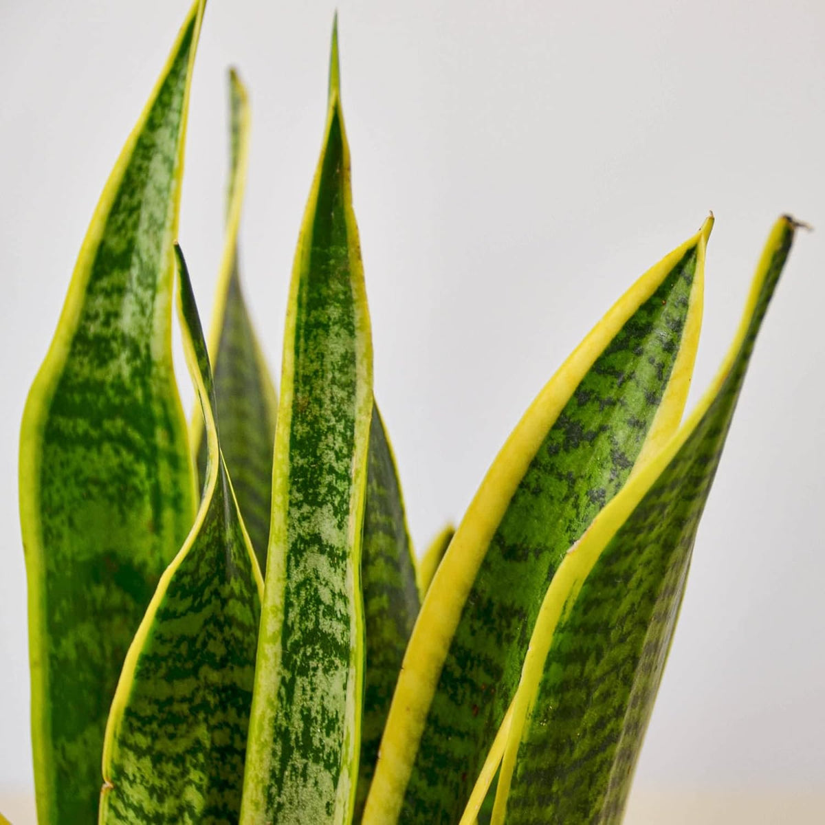 Snake Plant Laurentii Live Indoor Plant W861751