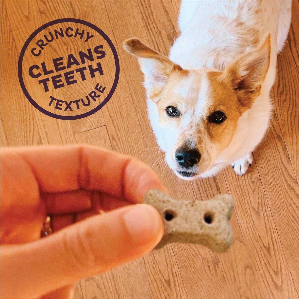 Dog Biscuits Y140